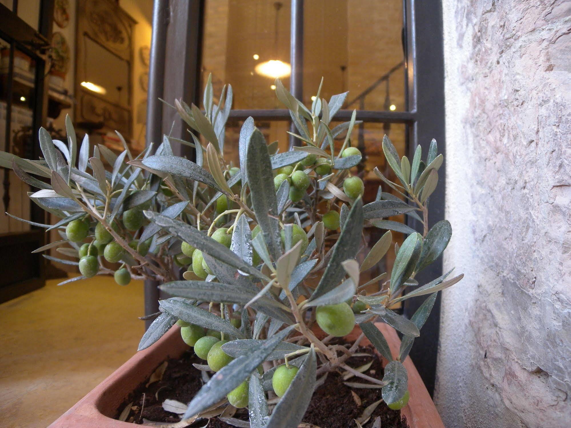 אסיסי Bed And Breakfast A Casa Delle Fate מראה חיצוני תמונה